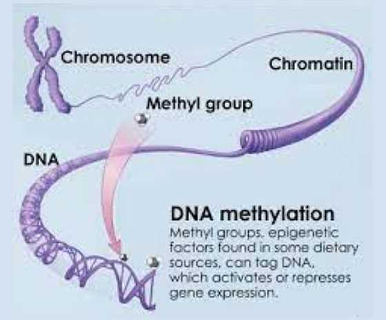 DNA Methylation Markers