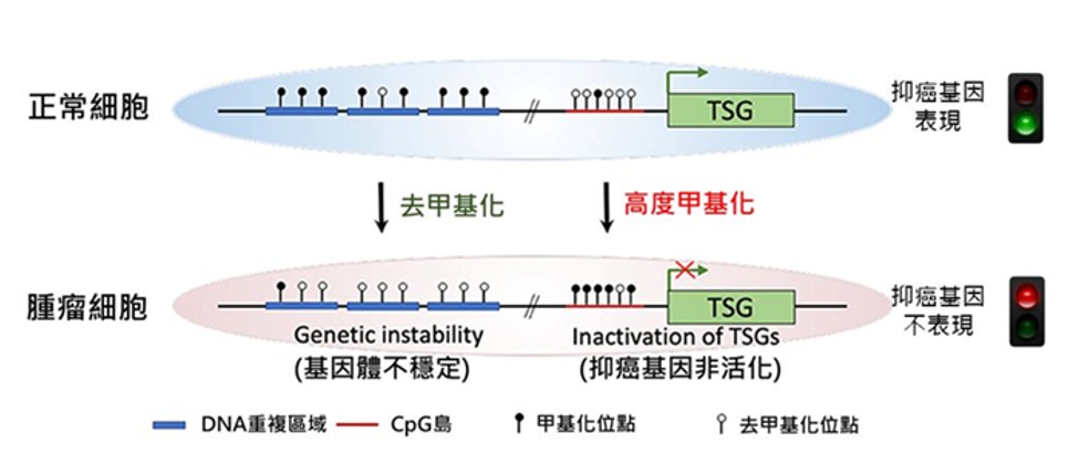 LiverMeth-Liver Cancer Gene Methylation Test