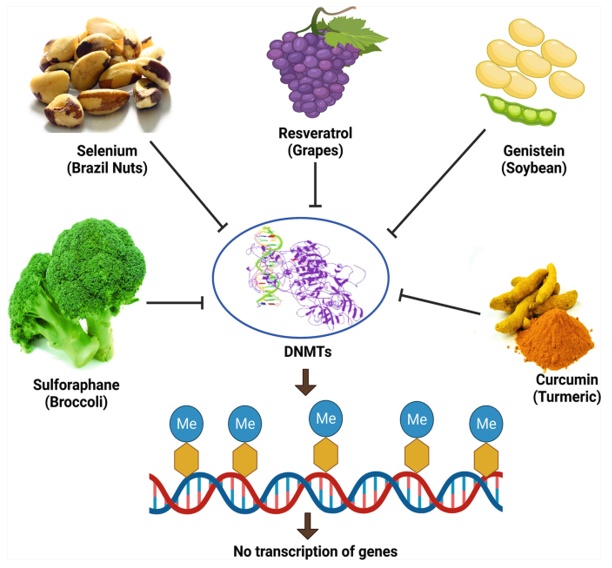 Global DNA Methylation Test