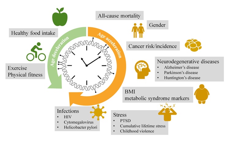 MethClock-Biological Age Anti-aging Test