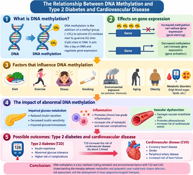 Epigenetic crossroads in metabolic and cardiovascular health: the role of DNA methylation in type 2 diabetes and cardiovascular diseases