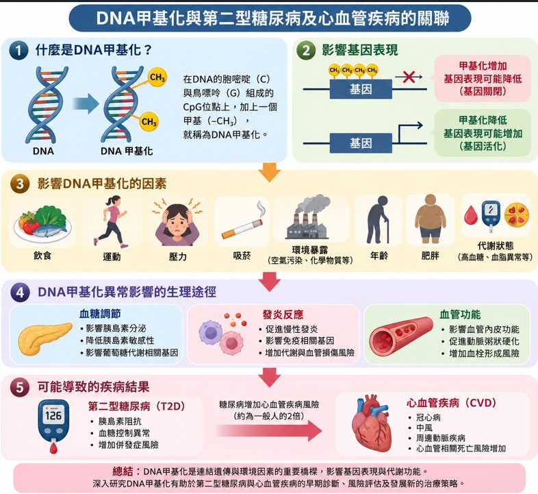 表觀遺傳與代謝、心血管健康的關聯:DNA甲基化在第二型糖尿病與心血管疾病中的角色