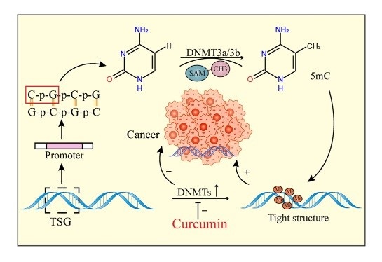 An inhibitor of cancer progression: Curcumin