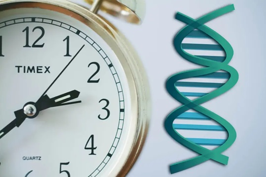 The relationship between epigenetic clock and aging