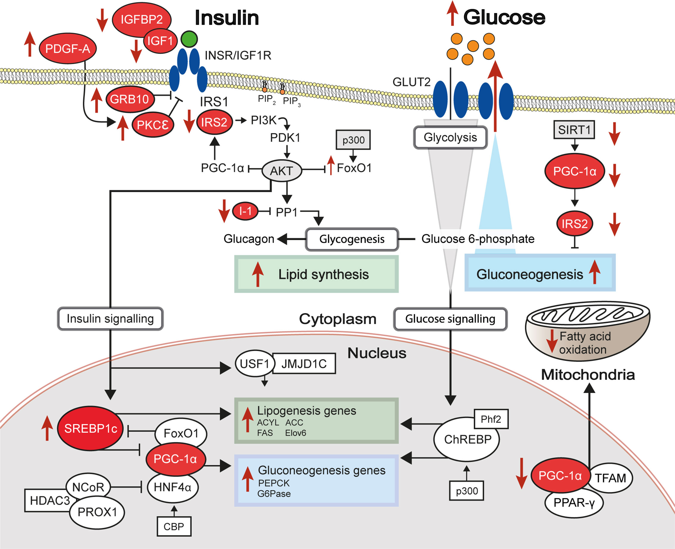 Liver Gene Methylation and Insulin Resistance
